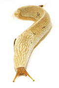 Emphysetes udzungwensis adult